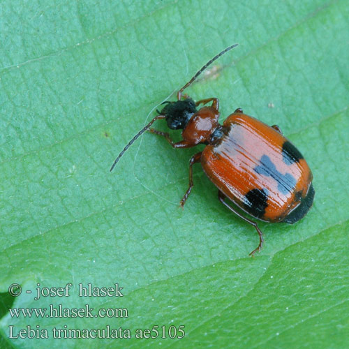 Lebia trimaculata ae5105