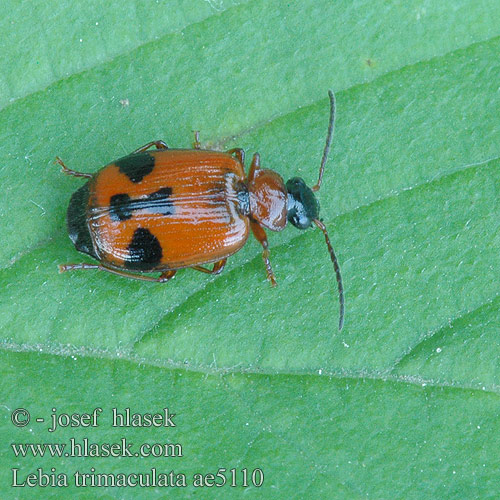 Lebia trimaculata ae5110