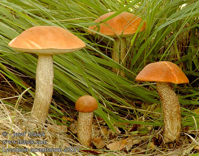 Leccinum aurantiacum Ospeskrubb Espenrotkappe Orange aspe-rørhat