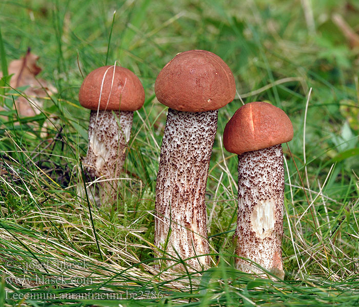 Leccinum_aurantiacum_be2786