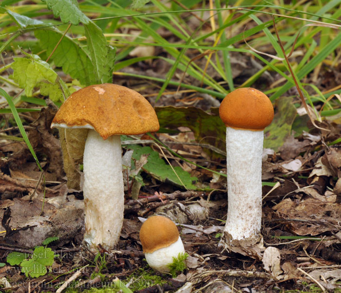 Leccinum_aurantiacum_bi2590