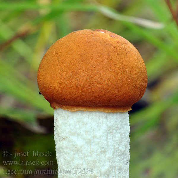 Leccinum_aurantiacum_bi2594