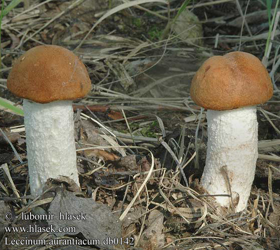 Leccinum aurantiacum Křemenáč osikový krvavý Boletus aurantiacus