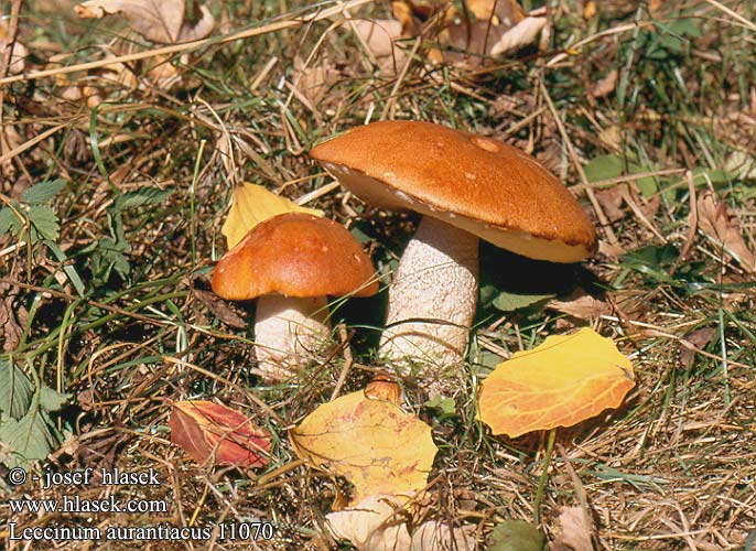 Leccinum aurantiacus 11070