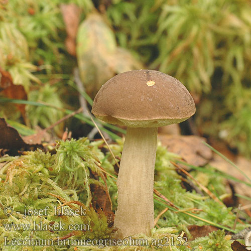 Leccinum brunneogriseolum Kozák šedohnědý