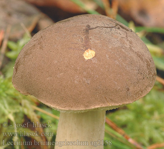 Leccinum brunneogriseolum Wollstielige Rauhfussröhrling