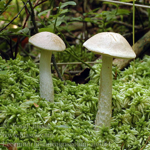 Leccinum brunneogriseolum al6084