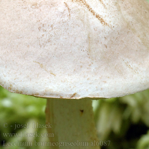 Leccinum brunneogriseolum al6087