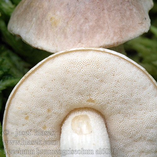 Leccinum brunneogriseolum al6091