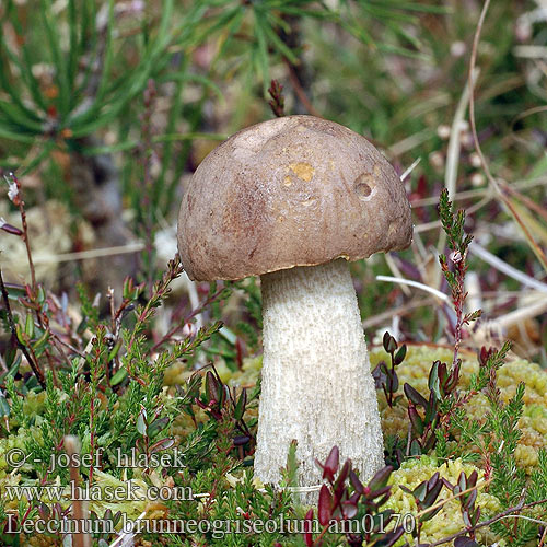 Leccinum brunneogriseolum am0170