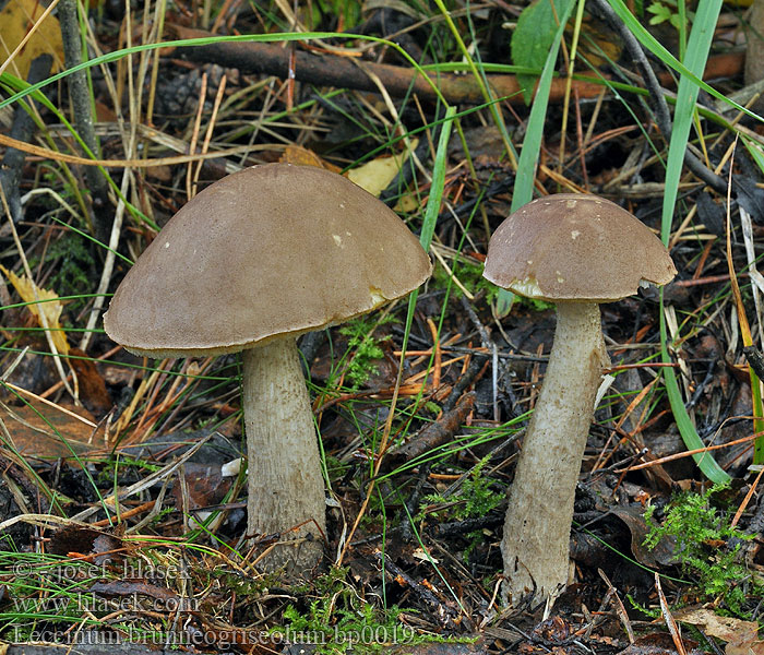 Leccinum brunneogriseolum Kozák šedohnědý