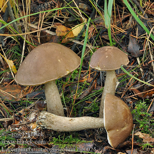 Leccinum brunneogriseolum Bolet rude gris-brun gris brun