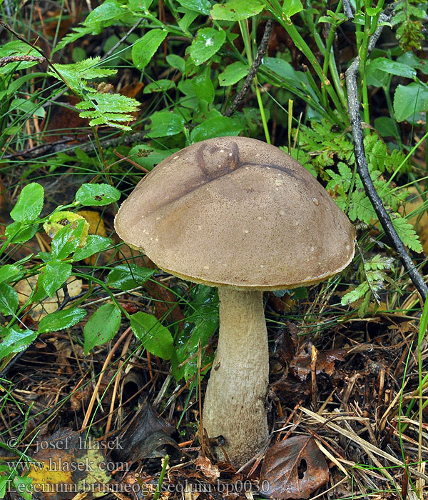 Leccinum_brunneogriseolum_bp0030