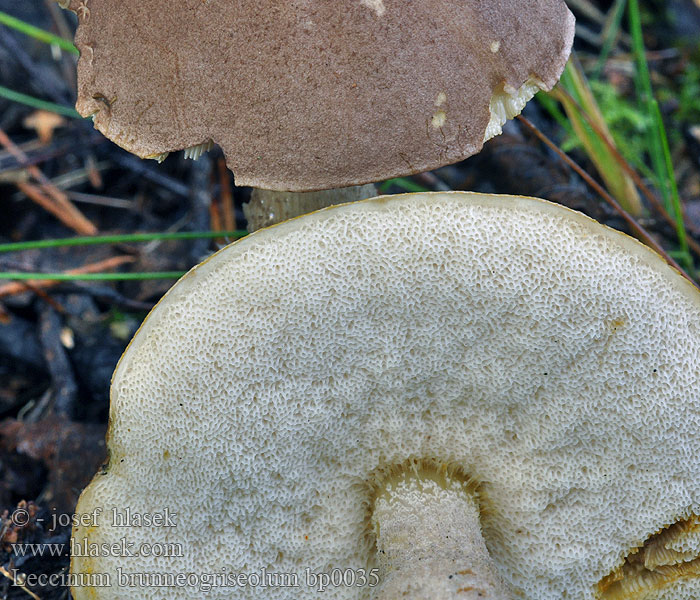 Leccinum brunneogriseolum Almindelig birke-rørhat