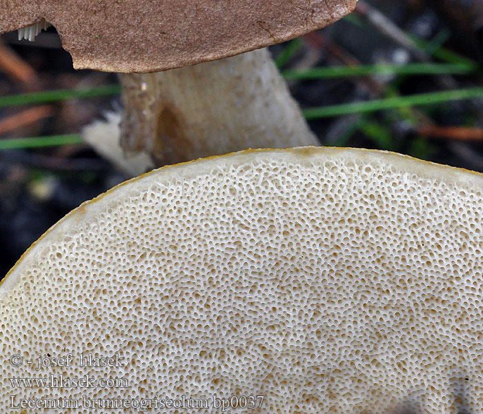 Leccinum brunneogriseolum Bruingrijze berkenboleet Sivoluski ded