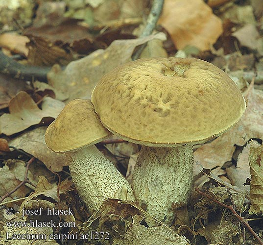 Leccinum carpini Boletus Kozák habrový Koźlarz grabowy