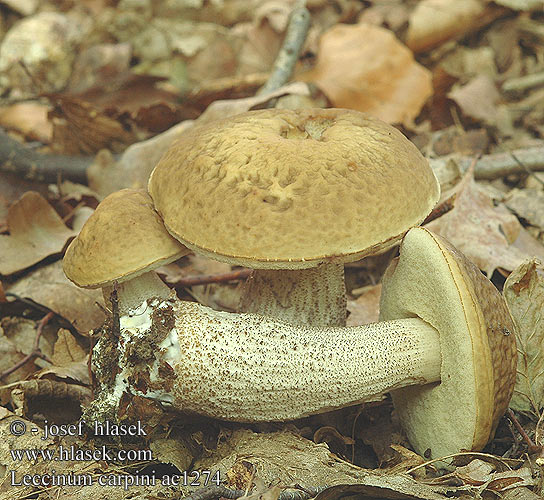 Leccinum carpini Hainbuchenröhrling Hainbuchen-Rauhfuß