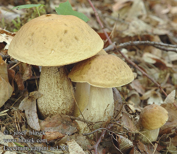 Leccinum carpini Съедобный Серый гриб Грабовик Haagbeukboleet