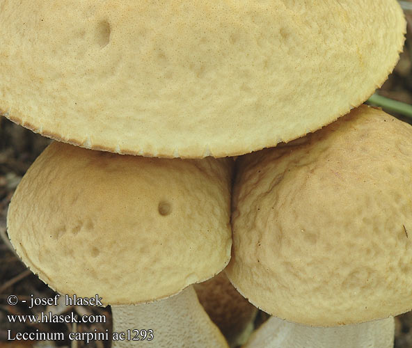 Leccinum carpini ac1293