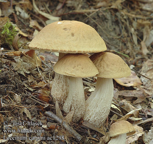 Leccinum carpini Koźlarz grabowy Hainbuchenröhrling