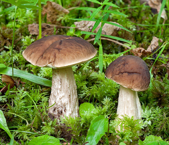 Hainbuchenröhrling Hainbuchen-Rauhfuß Leccinum carpini