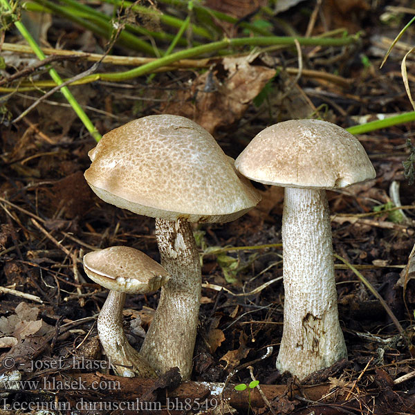 Leccinum duriusculum bh8549