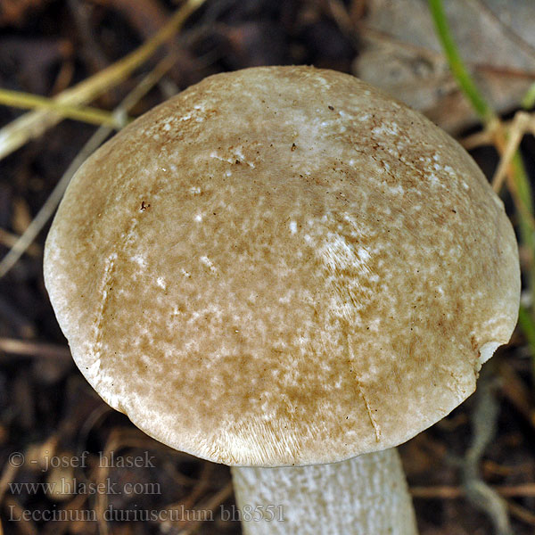 Leccinum duriusculum bh8551