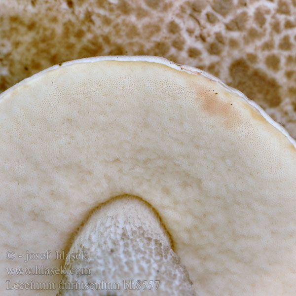 Leccinum duriusculum bh8557