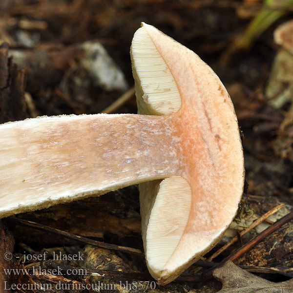 Leccinum duriusculum bh8570