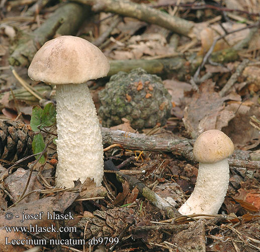 Leccinum nucatum holopus Bolet noisette Kozák oříškový bílý