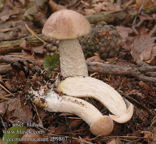 Leccinum nucatum Grobschuppigen Birkenpilz Grobschuppiger Rauhfuss