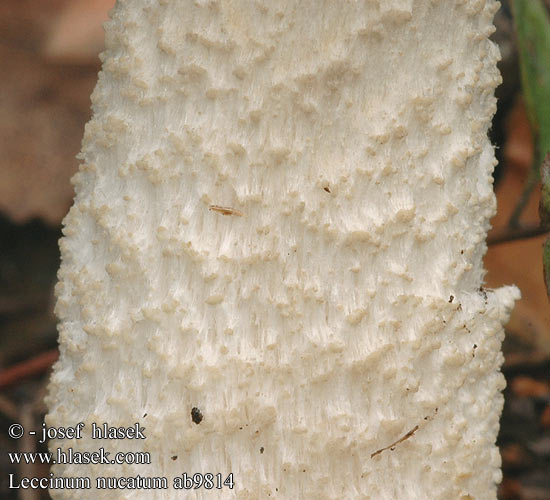 Leccinum nucatum ab9814