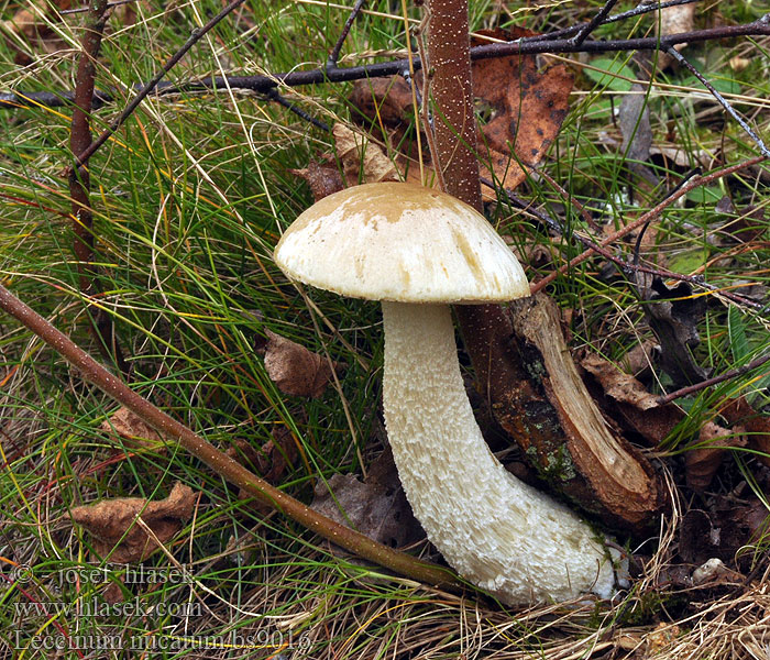 Leccinum nucatum holopus Nøddebrun Birkerørhat Nahkalehmäntatti