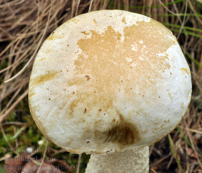 Leccinum nucatum holopus Bolet noisette Kozák oříškový bílý