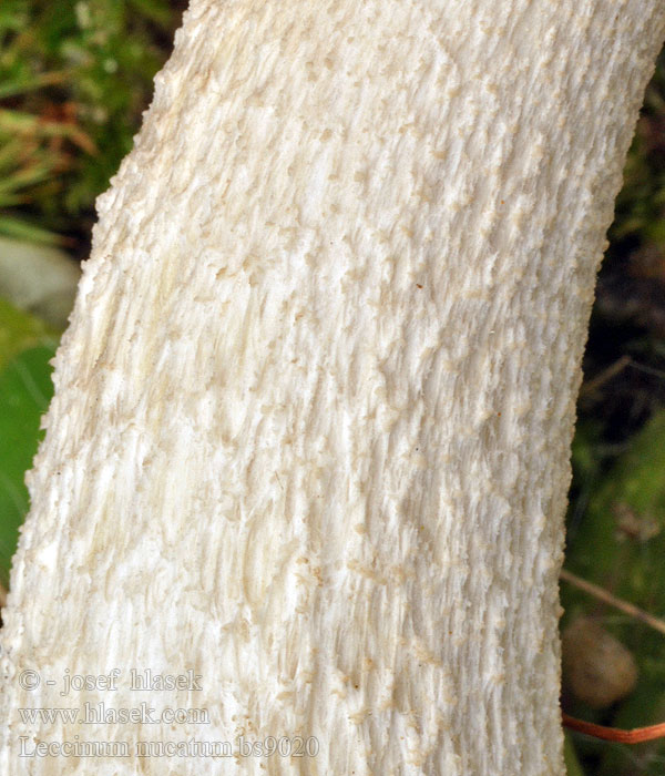 Leccinum_nucatum_bs9020