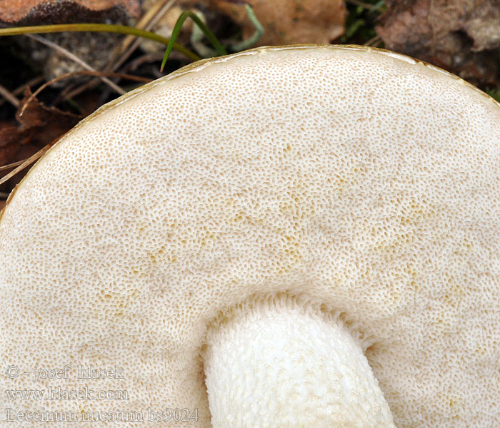 Leccinum nucatum holopus Kozák oříškový bílý