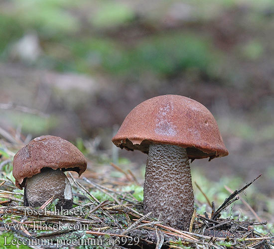 Leccinum piceinum Křemenáč smrkový jehličnatý Kozák smrekový