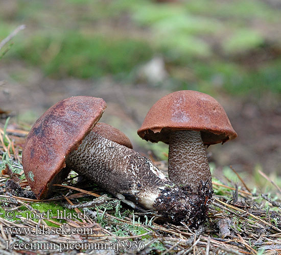 Leccinum piceinum Bolet épinettes rude épiceas Koźlarz świerkowy