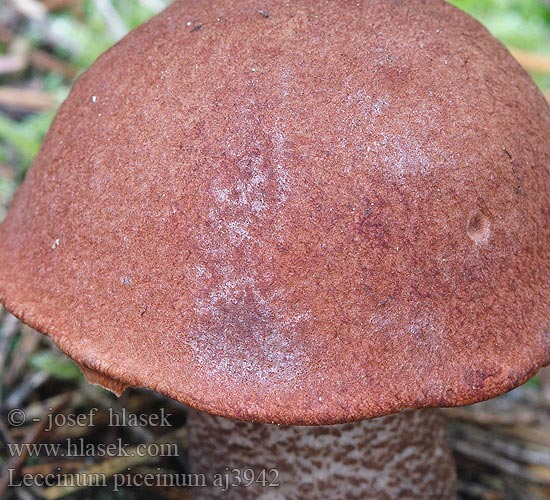 Leccinum piceinum Koźlarz świerkowy Smrečji turek Fichtenrotkappe