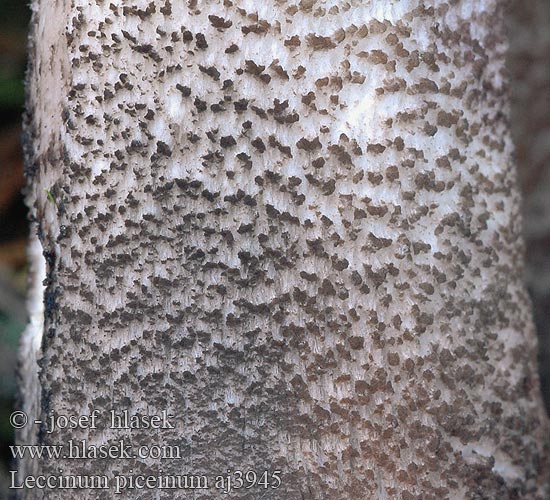 Leccinum piceinum Fichtenrotkappe Fichten-Rotkappe Fichtenrotkappe