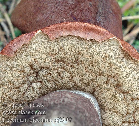 Leccinum piceinum Granskrubb Kрасноголовик еловый Spruce bolete