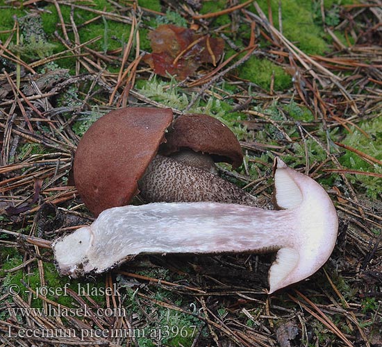 Leccinum piceinum Kрасноголовик еловый Spruce bolete