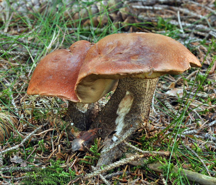 Leccinum piceinum