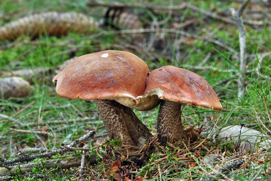 Leccinum piceinum