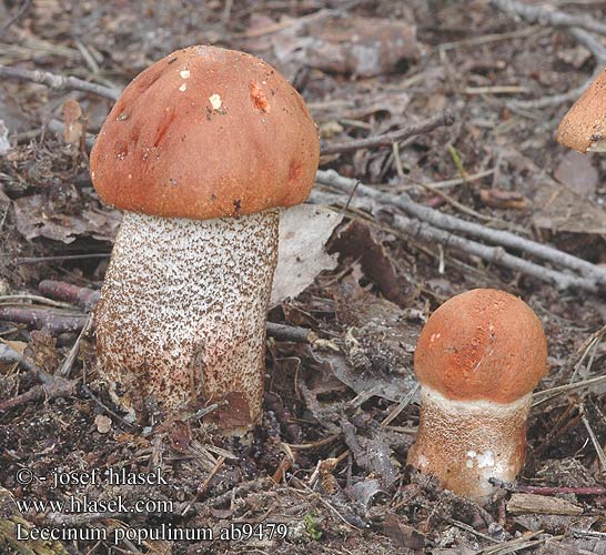 Leccinum populinum křemenáč krvavý rezavějící krvavějící Lehtopunikkitatti Rødbrun Aspe-Rørhat Pappel-Rotkappe