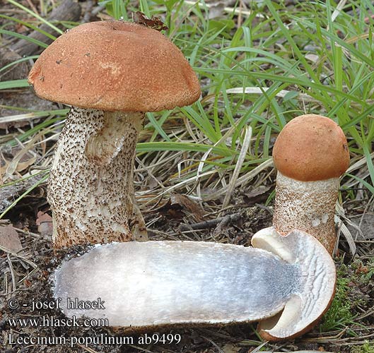 Leccinum populinum ab9499