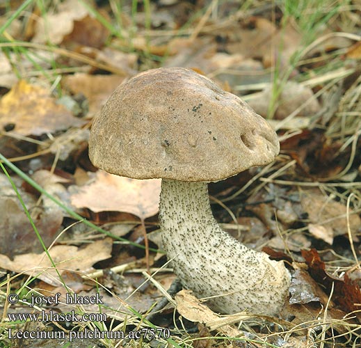 Leccinum pulchrum Marogasti ded Schöner Raukopf 