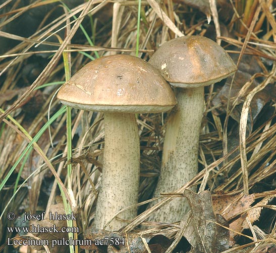 Leccinum pulchrum Schöner Raukopf Marogasti ded