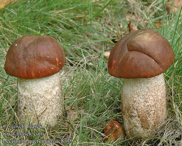 Leccinum quercinum Bolet orangé chênes Eichenrotkappe Křemenáč dubový Kozák dubový Hrastov turek Turčin Ozolu lācītis Tammenpunikkitatti Eikenboleet Tölgyfa-érdestinóru Eikeskrubb Koźlarz dębowy Подосиновик дубовый Eksopp