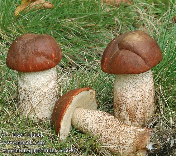 Leccinum quercinum ac8383